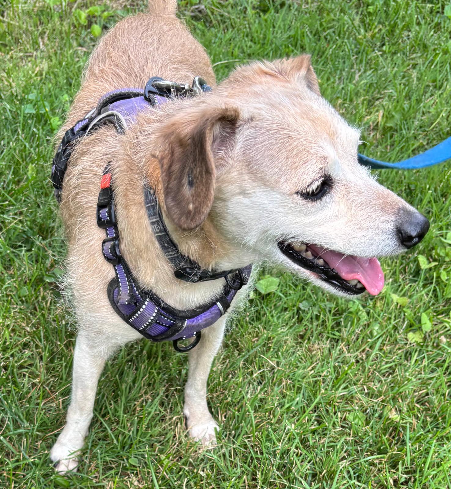 Nola and Loka (bonded), a Adoptable mixed breed in Barrington Hills, IL image 4/6