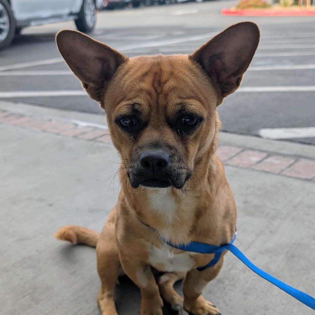 James Ana F NV, Adoptable, Adult Male Chihuahua.