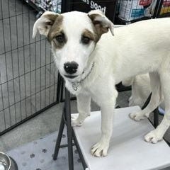 Enlarge SPARKLE, a ADOPTABLE mixed breed in Norco, CA image 3/3