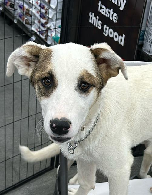 Enlarge SPARKLE, a ADOPTABLE mixed breed in Norco, CA image 1/3