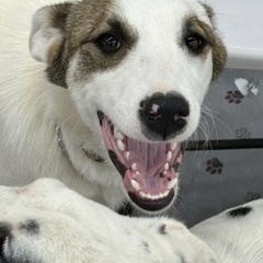 Enlarge SPARKLE, a ADOPTABLE mixed breed in Norco, CA image 2/3