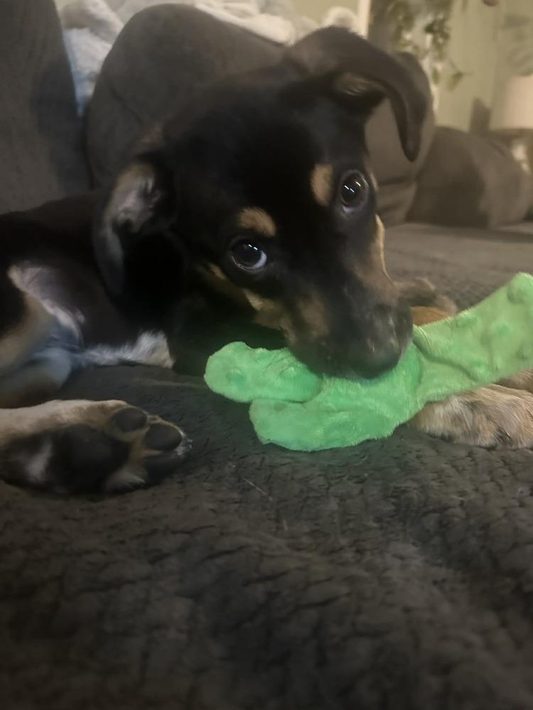 Boba, Adoptable, Puppy Male Labrador Retriever & Hound.