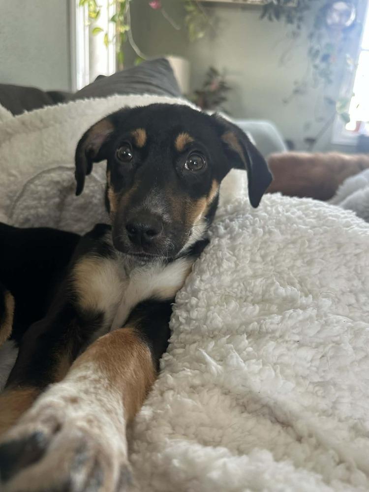 Enlarge Boba, a Adoptable mixed breed in Springdale, PA image 4/6