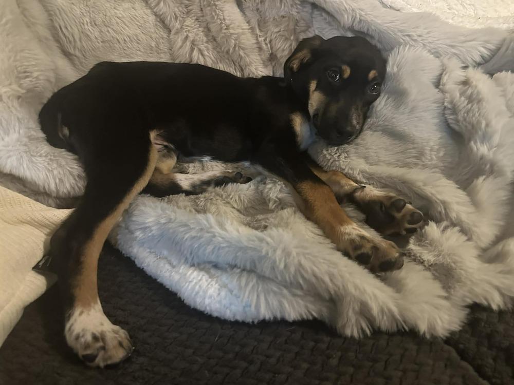 Enlarge Boba, a Adoptable mixed breed in Springdale, PA image 5/6