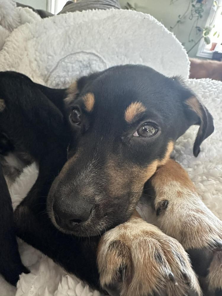 Enlarge Boba, a Adoptable mixed breed in Springdale, PA image 6/6