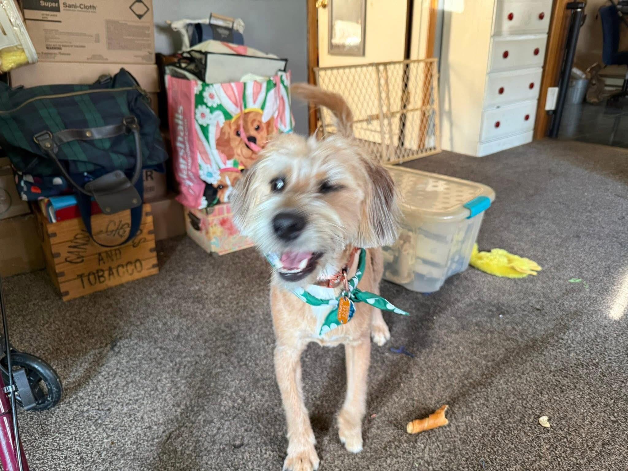 Peanut, a ADOPTABLE mixed breed in Hillsboro, OH image 2/2