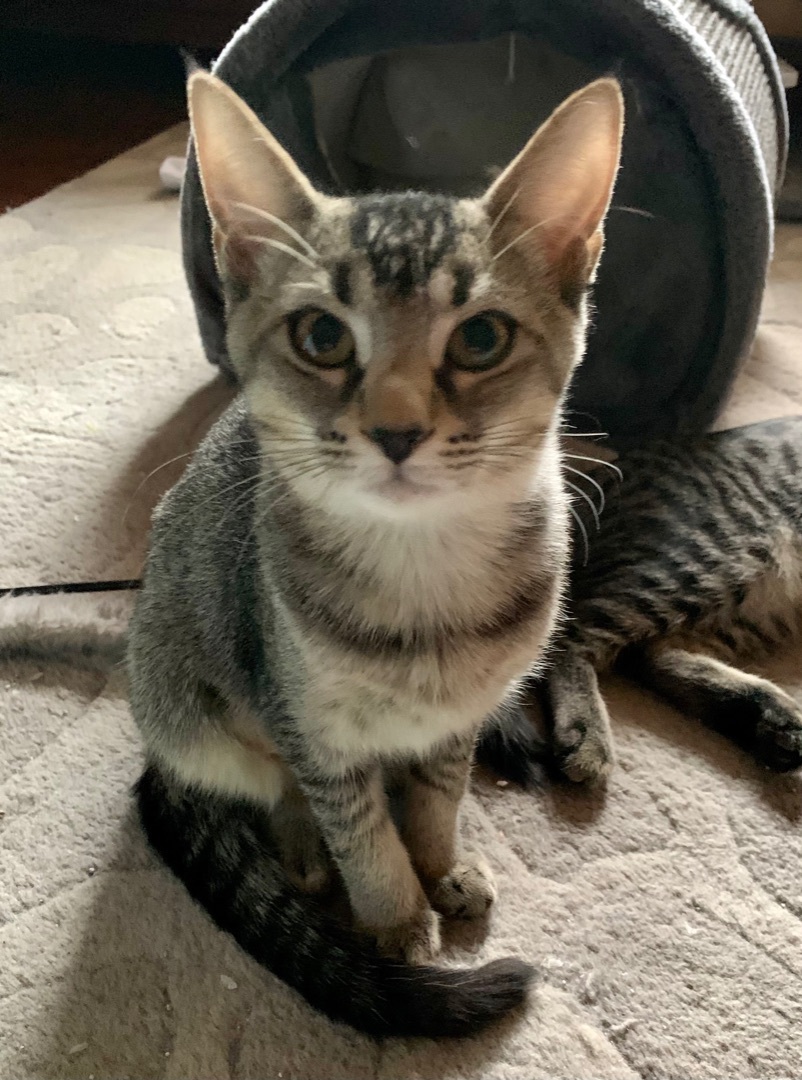 Cha Cha Cha, Adoptable, Young Female Domestic Short Hair.