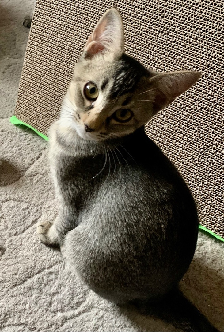 Enlarge Cha Cha Cha, a Adoptable Domestic Short Hair in Tallahassee, FL image 2/10