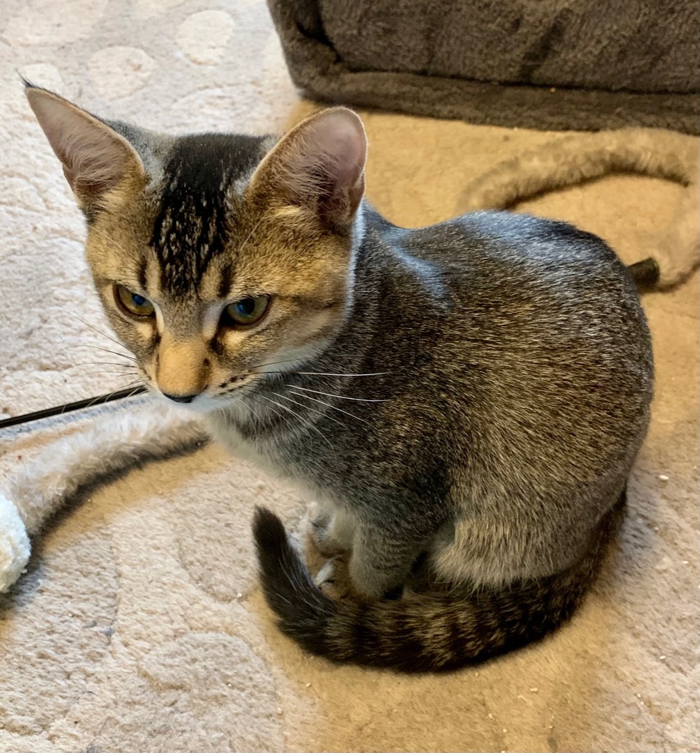 Enlarge Cha Cha Cha, a Adoptable Domestic Short Hair in Tallahassee, FL image 3/10