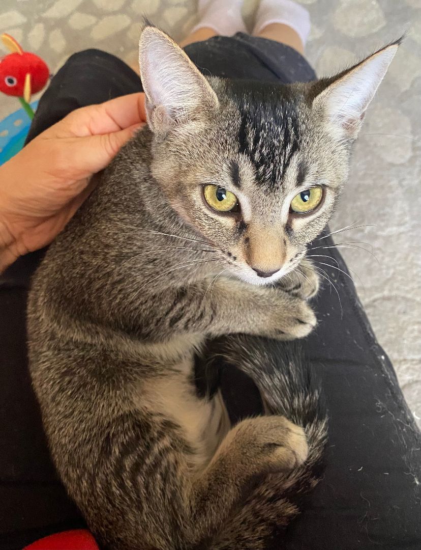 Enlarge Cha Cha Cha, a Adoptable Domestic Short Hair in Tallahassee, FL image 4/10