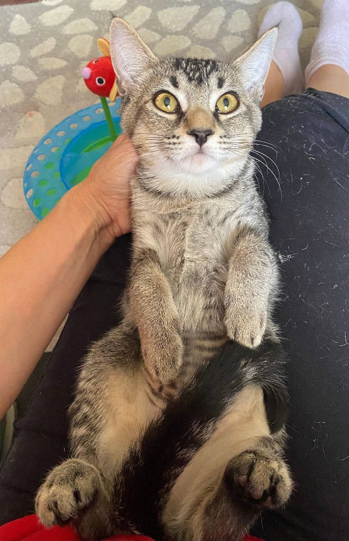 Cha Cha Cha, Adoptable, Young Female Domestic Short Hair.