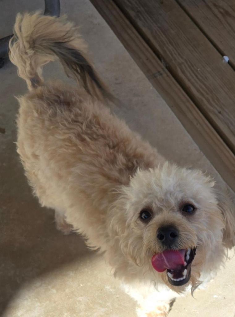 Enlarge Teddy, a Adopted Poodle in San Antonio, TX image 1/3