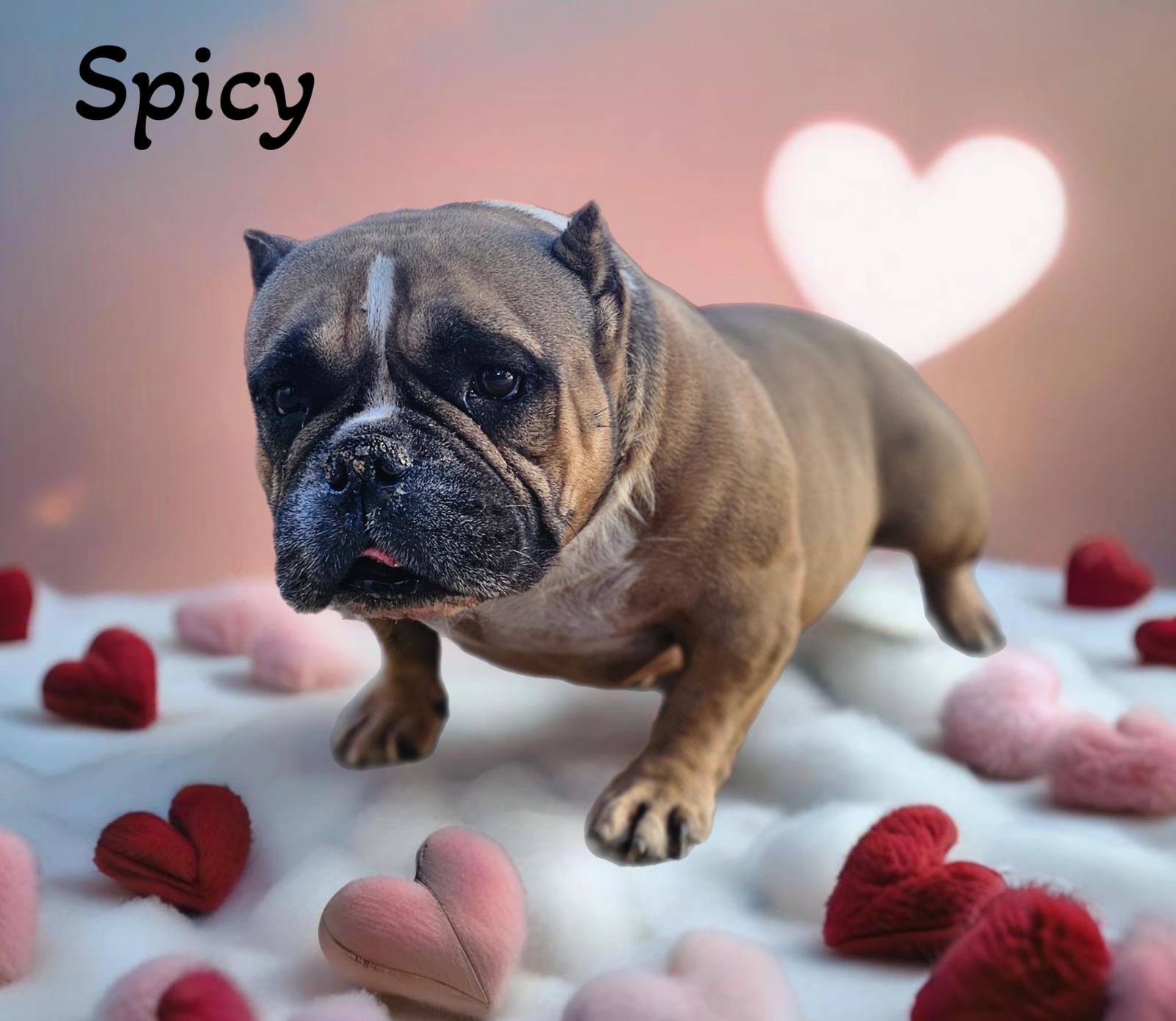 Enlarge Spicy, a Adoptable English Bulldog in Phelan, CA image 1/2