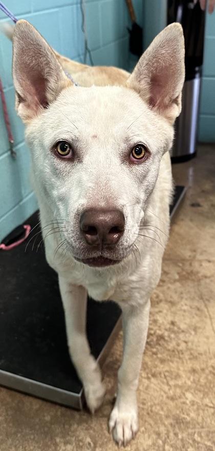 Milo**, Adoptable, Adult Male Husky & Pit Bull Terrier.