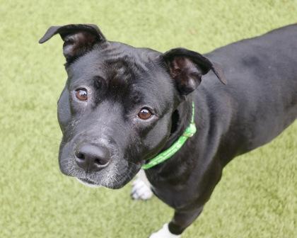 Enlarge Enid, a Adoptable mixed breed in Eugene, OR image 1/3