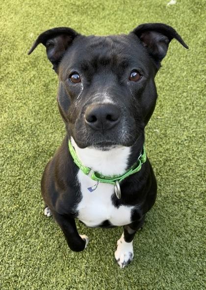 Enlarge Enid, a Adoptable mixed breed in Eugene, OR image 2/3