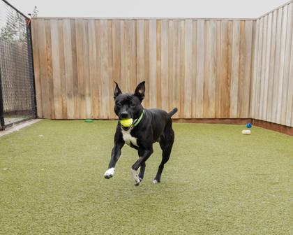 Enlarge Enid, a Adoptable mixed breed in Eugene, OR image 3/3