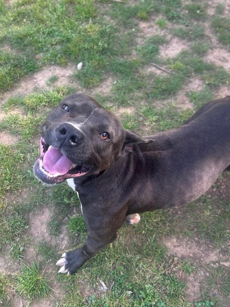 Blue, Adoptable, Young Male Pit Bull Terrier.