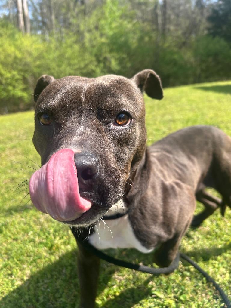 Enlarge Blue, a Adoptable mixed breed in Benton, AR image 2/6