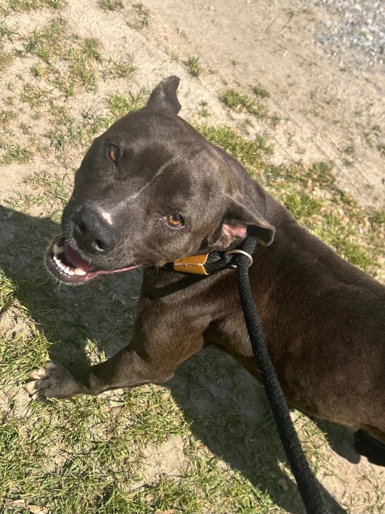 Enlarge Blue, a Adoptable mixed breed in Benton, AR image 3/6