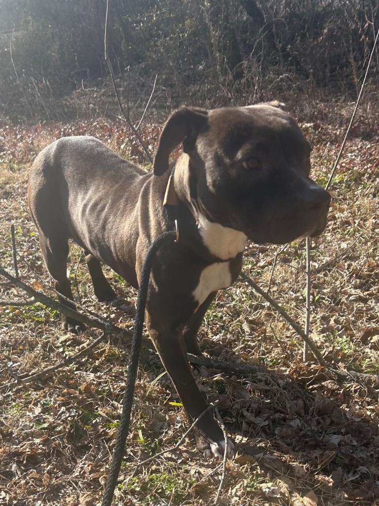 Enlarge Blue, a Adoptable mixed breed in Benton, AR image 4/6