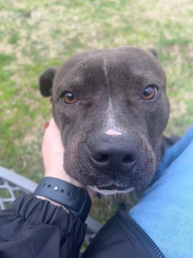 Blue, Adoptable, Young Male Pit Bull Terrier.