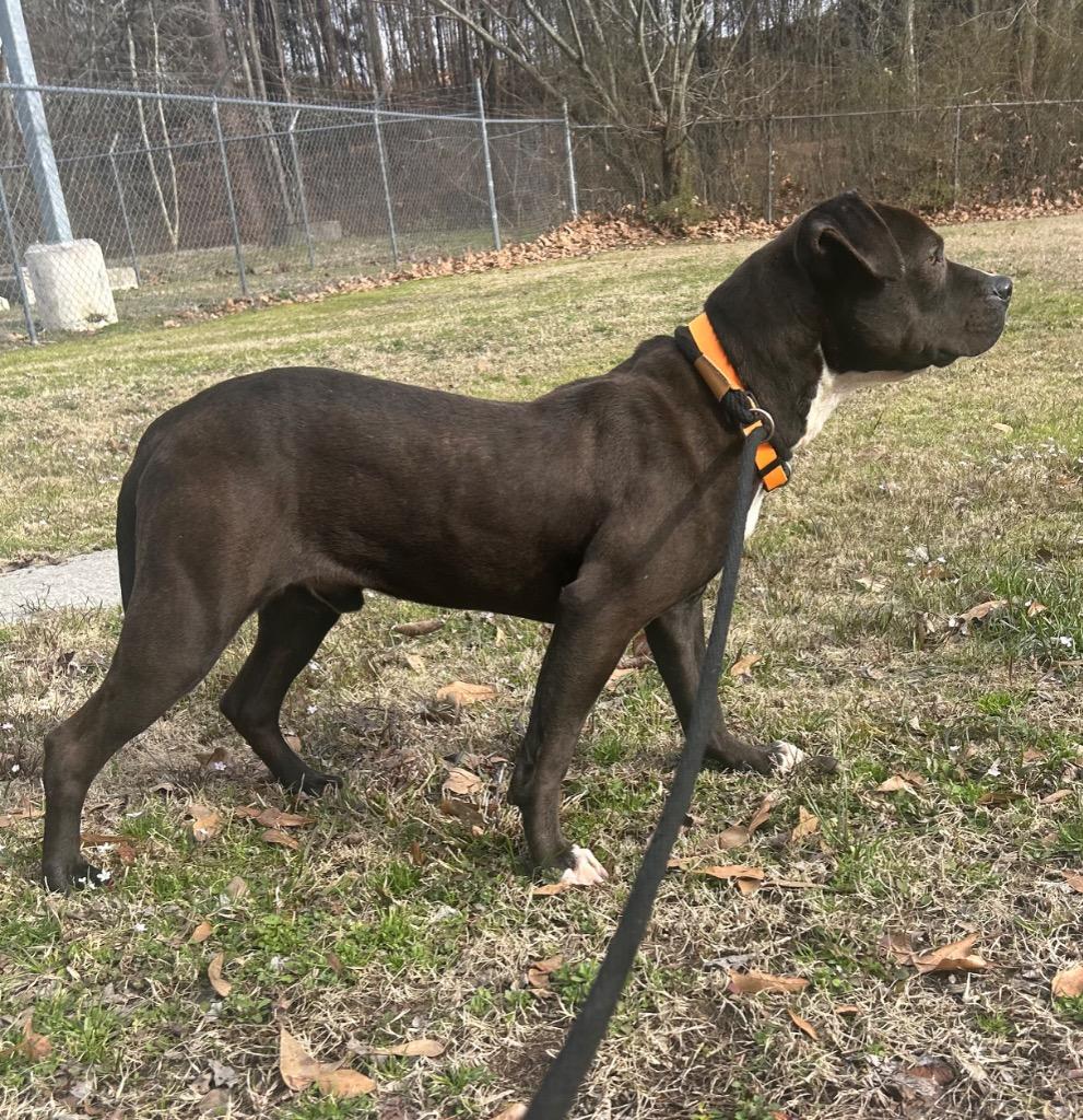 Enlarge Blue, a Adoptable Pit Bull Terrier in Benton, AR image 3/3