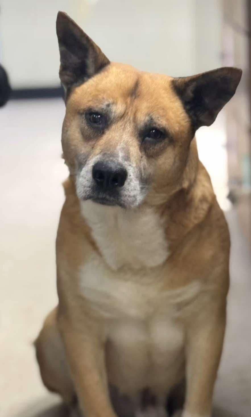 Rusty, a Adoptable mixed breed in Cincinnati, OH image 4/4