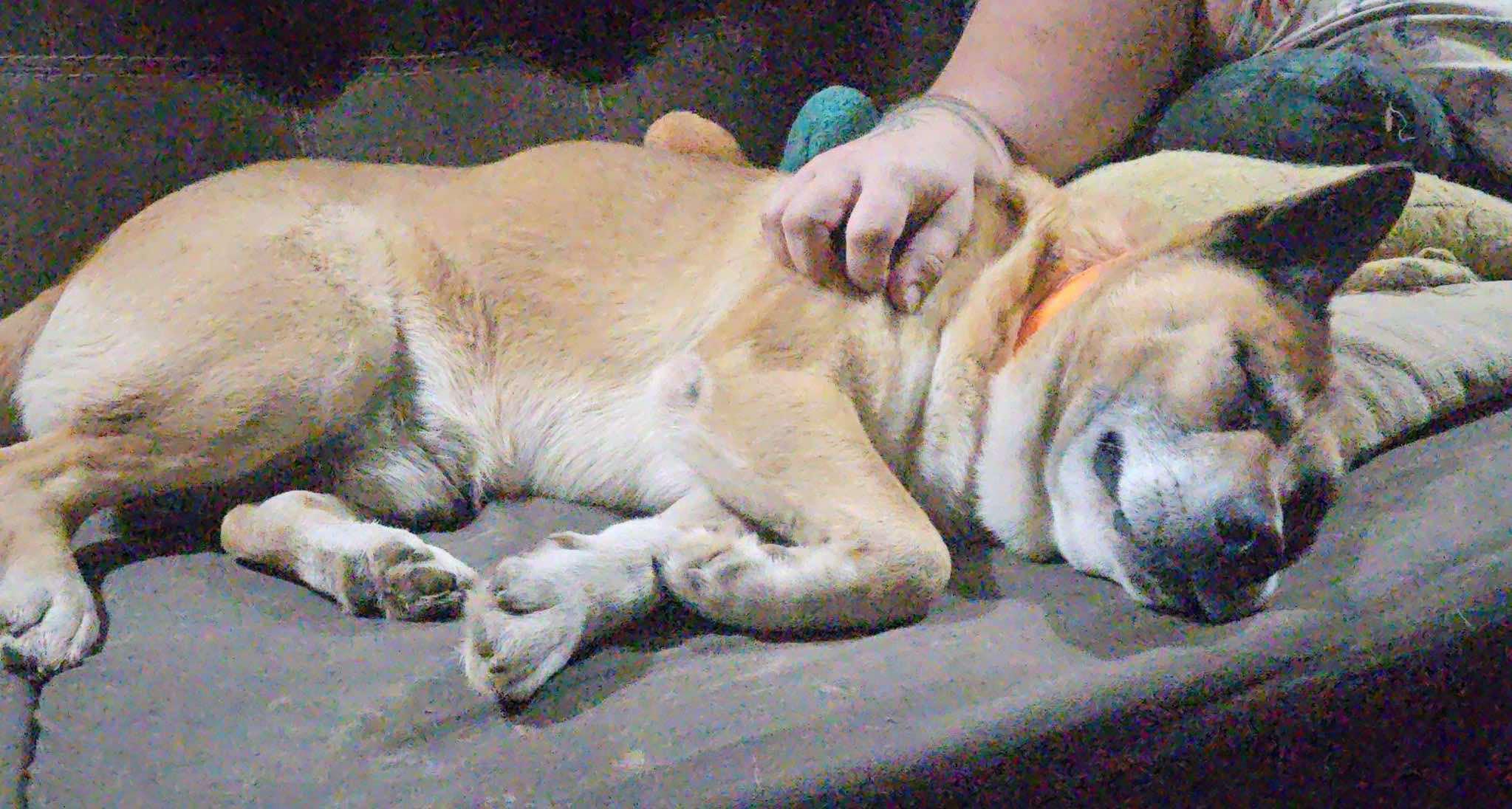 Rusty, Adoptable, Adult Male Akita.