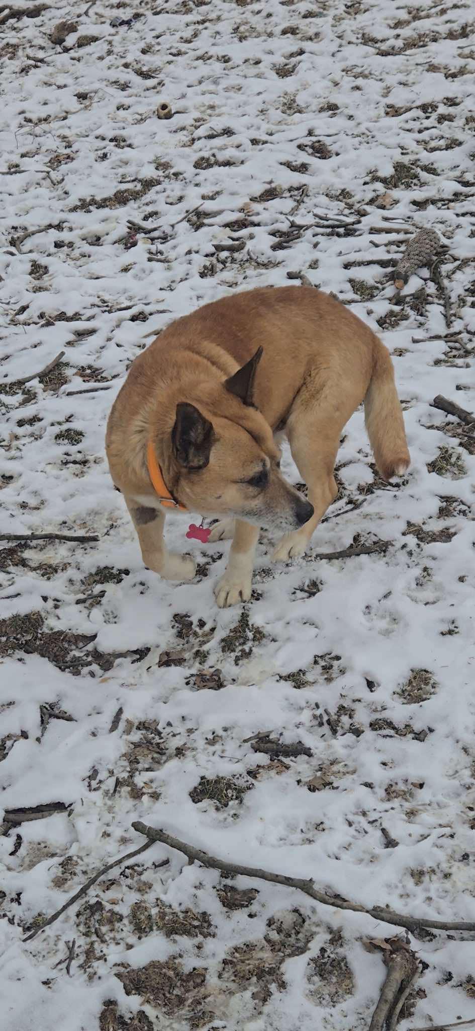Rusty, a Adoptable mixed breed in Cincinnati, OH image 2/4