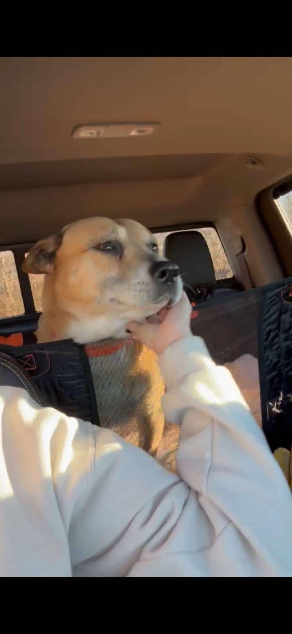 Rusty, a Adoptable mixed breed in Cincinnati, OH image 3/4