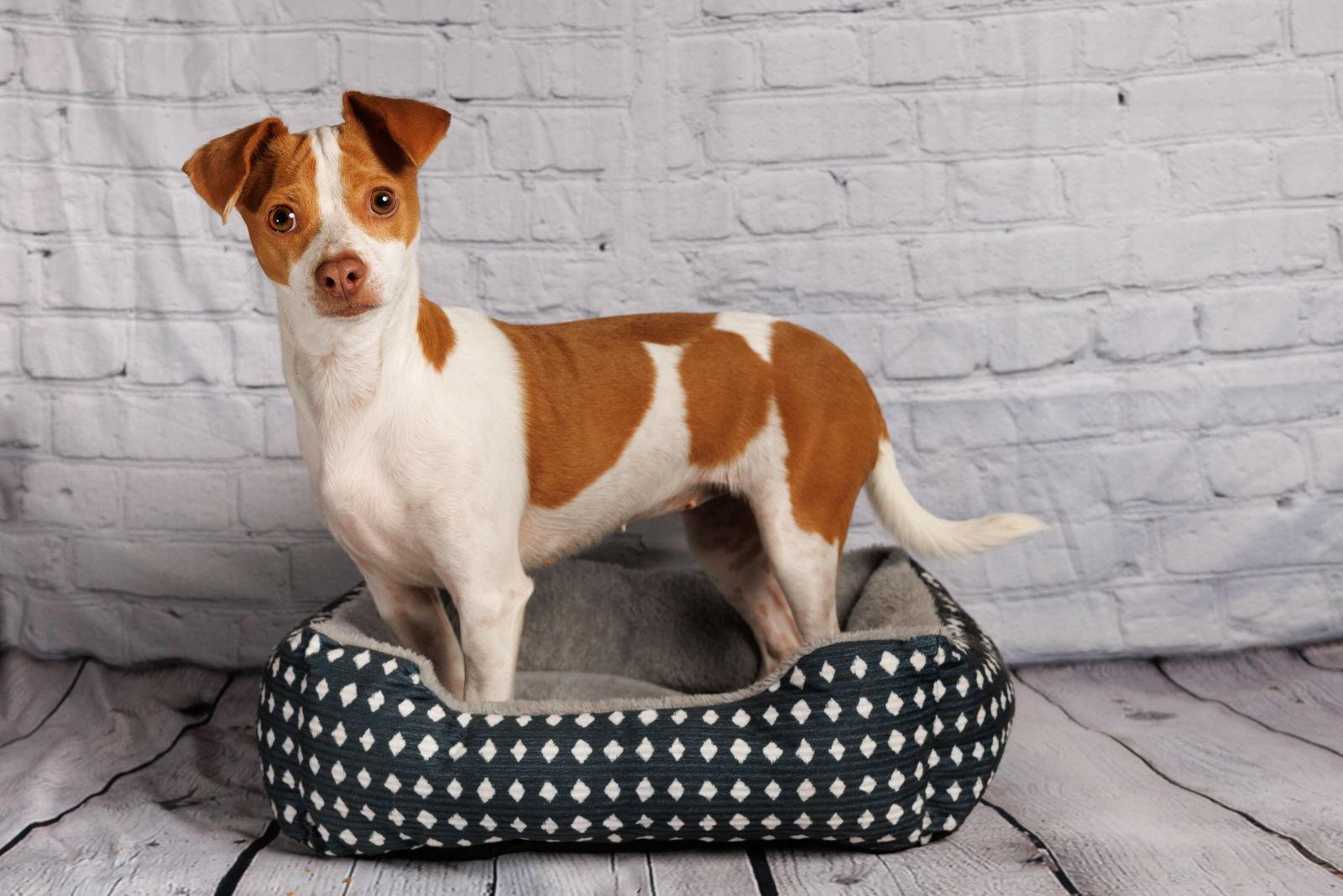 Enlarge Addie, a Adoptable Parson Russell Terrier in McKinney, TX image 1/3