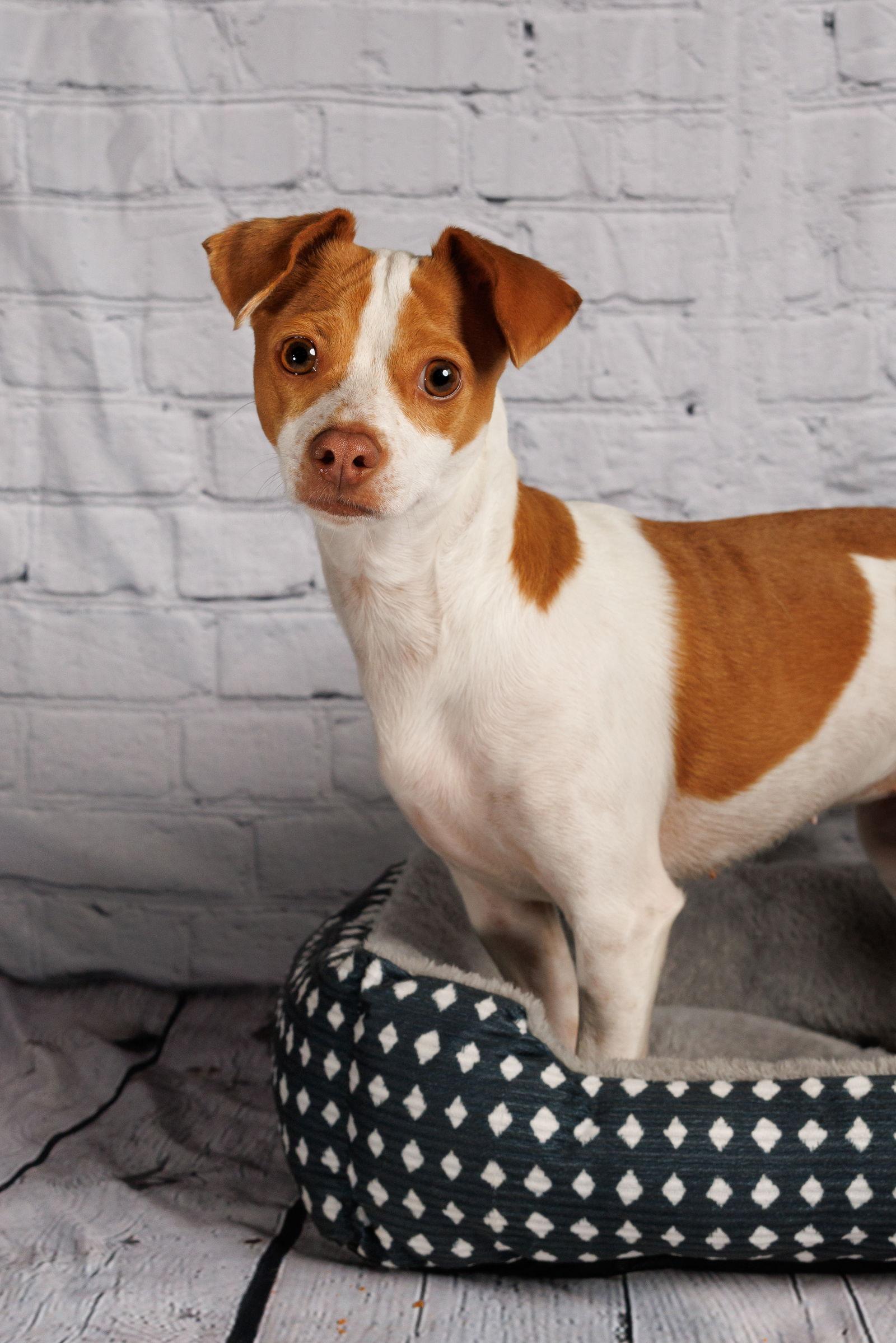Enlarge Addie, a Adoptable Parson Russell Terrier in McKinney, TX image 2/3