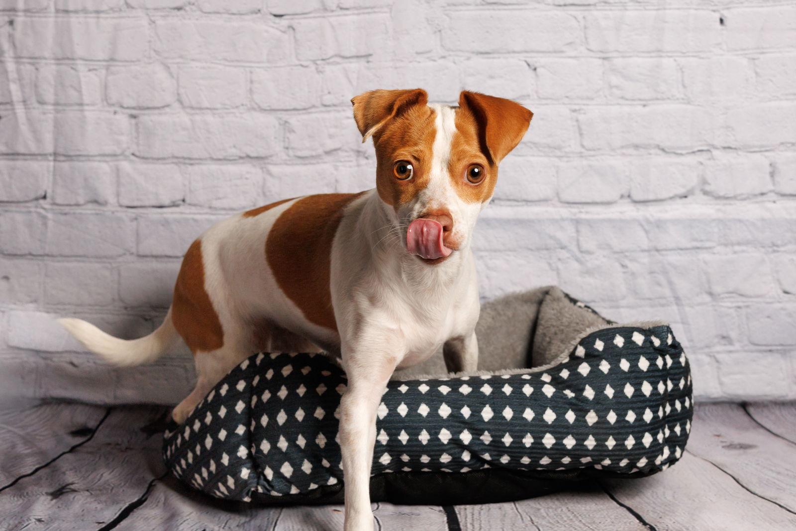 Enlarge Addie, a Adoptable Parson Russell Terrier in McKinney, TX image 3/3