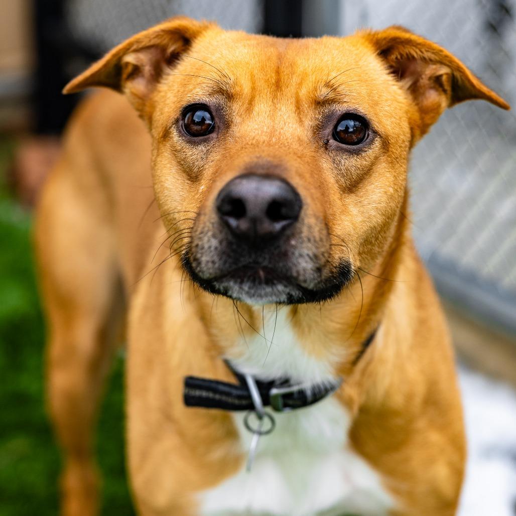 Enlarge Mike, a Adoptable mixed breed in Naperville, IL image 1/3