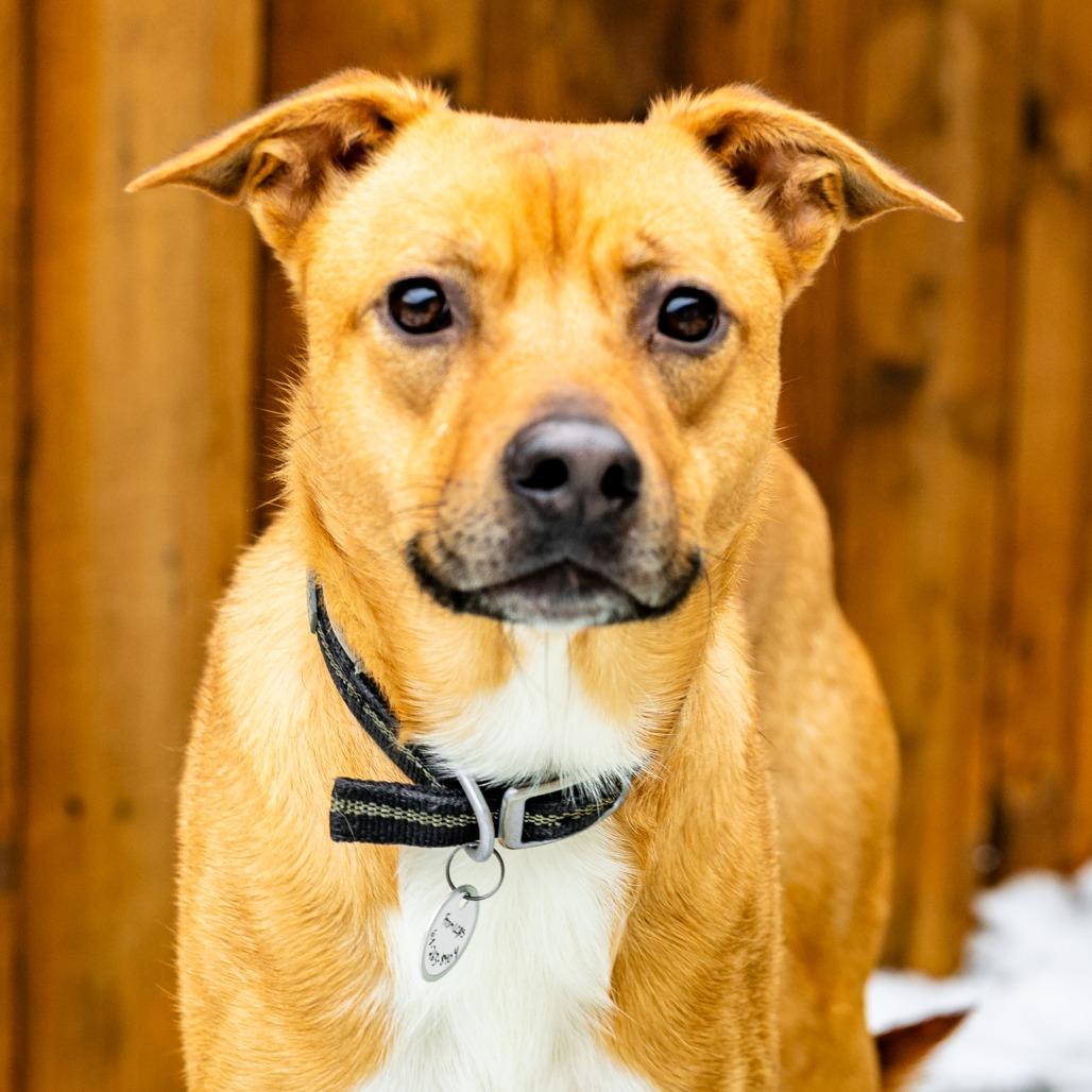 Enlarge Mike, a Adoptable mixed breed in Naperville, IL image 2/3