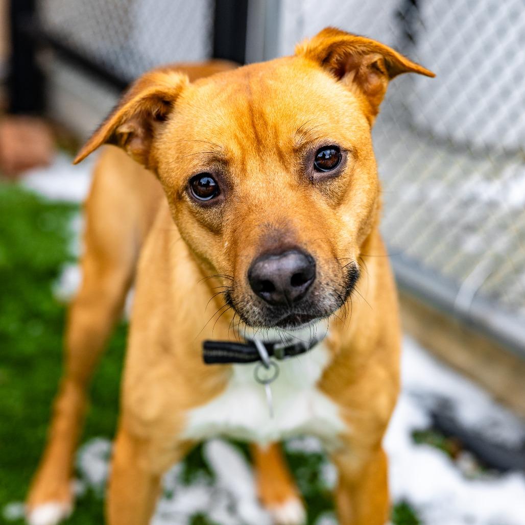 Enlarge Mike, a Adoptable mixed breed in Naperville, IL image 3/3