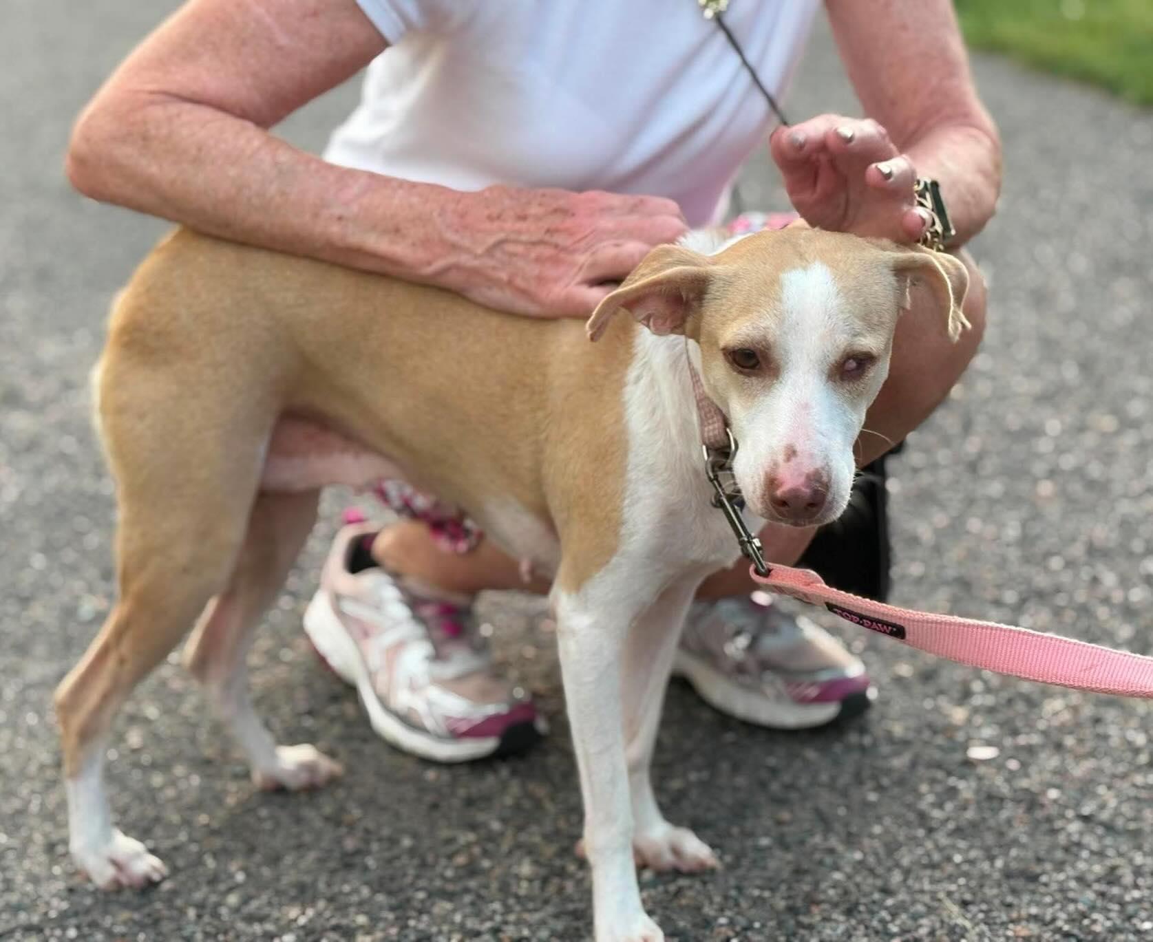 Enlarge Hollie, a ADOPTABLE mixed breed in East Greenwich, RI image 2/6
