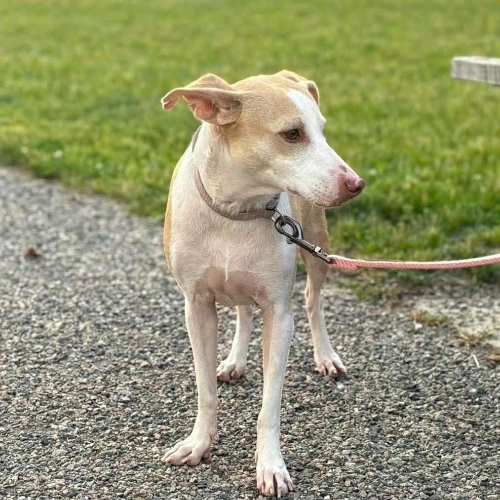 Hollie, ADOPTABLE, Adult Female Yellow Labrador Retriever & Whippet.