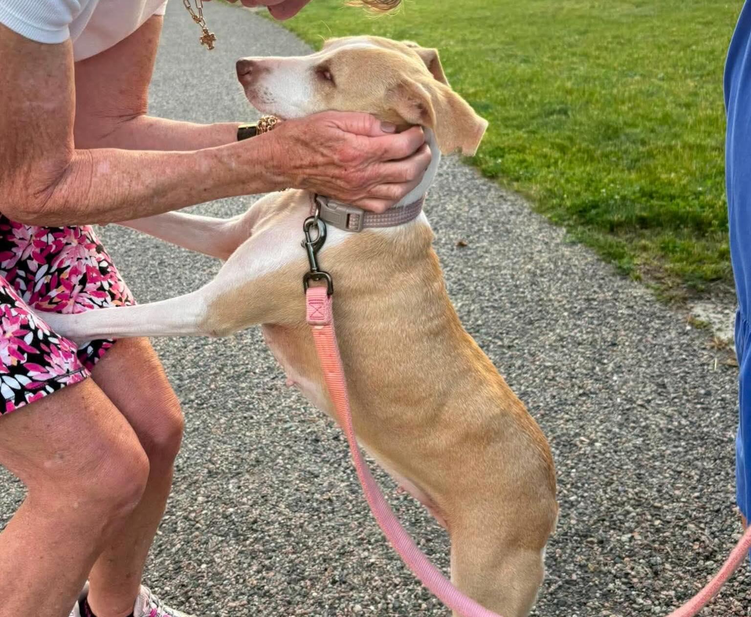 Enlarge Hollie, a ADOPTABLE mixed breed in East Greenwich, RI image 6/6