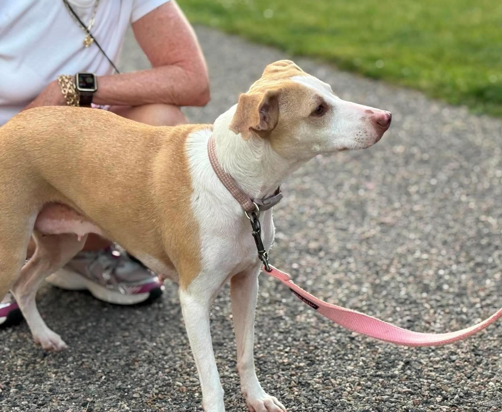 Enlarge Hollie, a ADOPTABLE mixed breed in East Greenwich, RI image 5/6