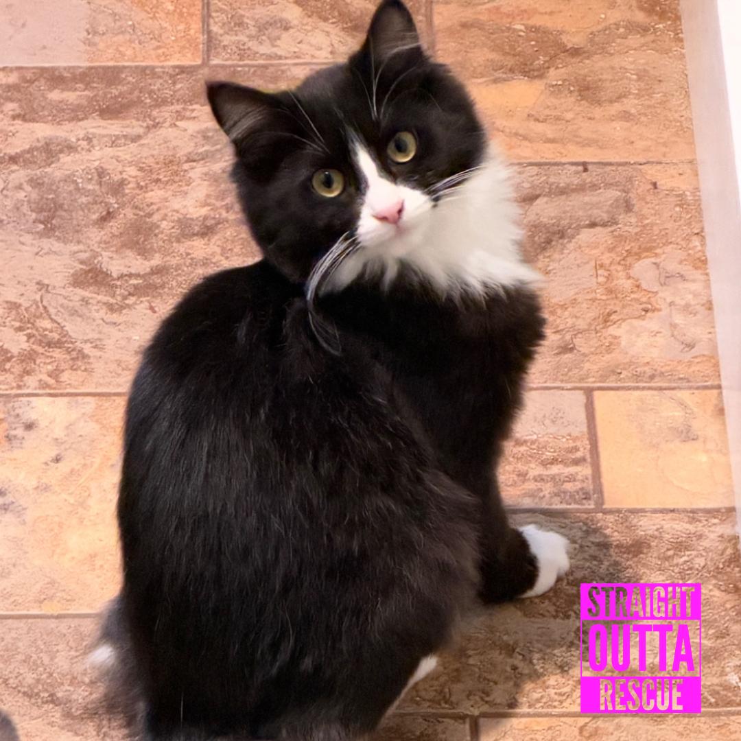 Opal, Adoptable, Kitten Female Domestic Long Hair.