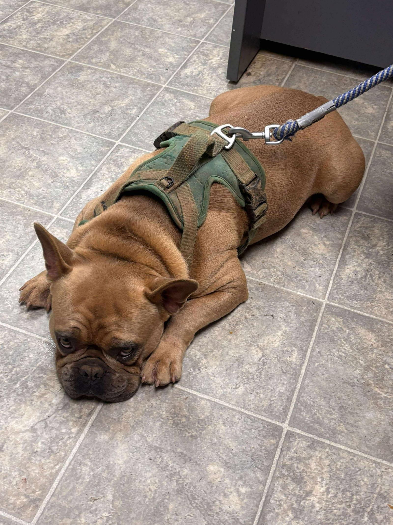 Ricky: Pending, Adopted, Adult Male French Bulldog.