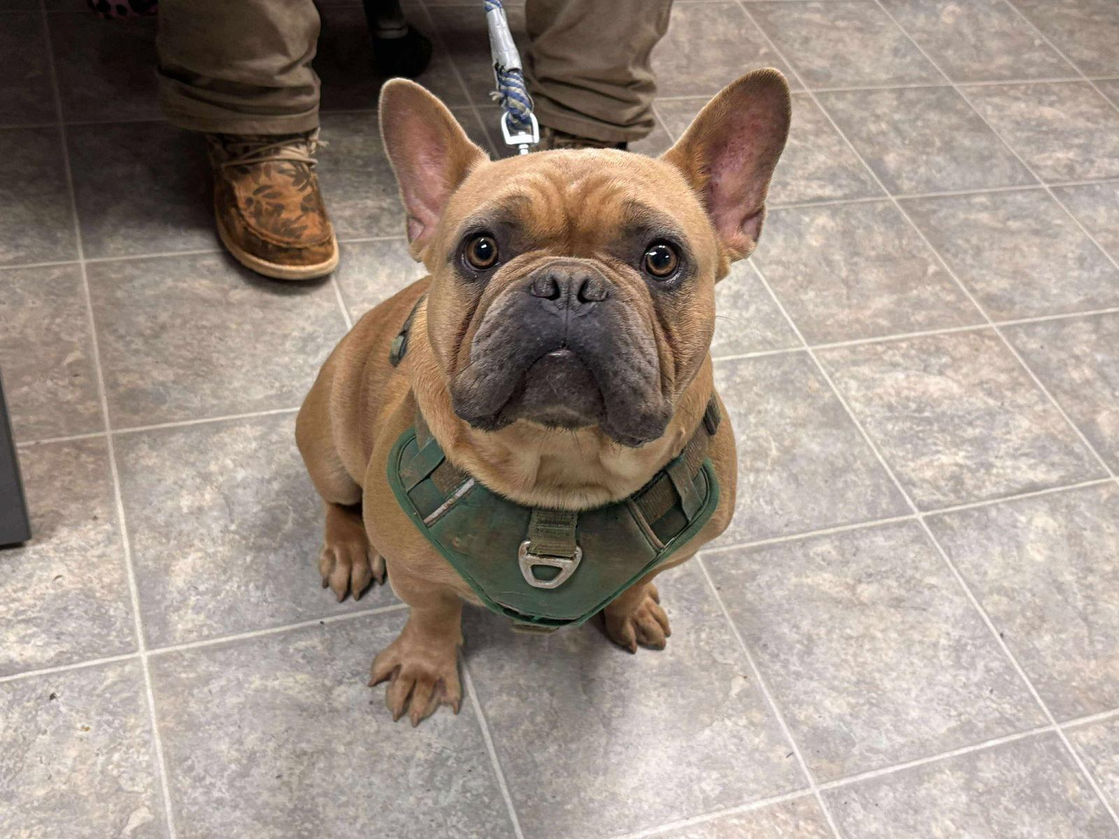 Ricky: Pending, Adopted, Adult Male French Bulldog.