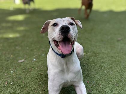 Enlarge Golden Corral, a Adoptable mixed breed in Gainesville, FL image 3/3