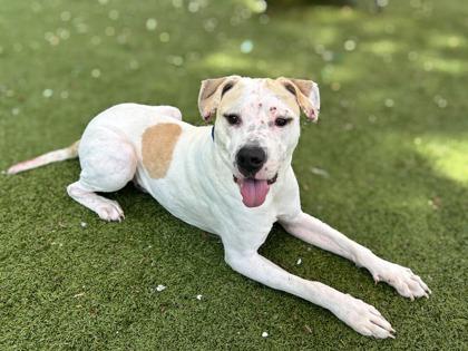 Golden Corral, a Adoptable mixed breed in Gainesville, FL image 3/3