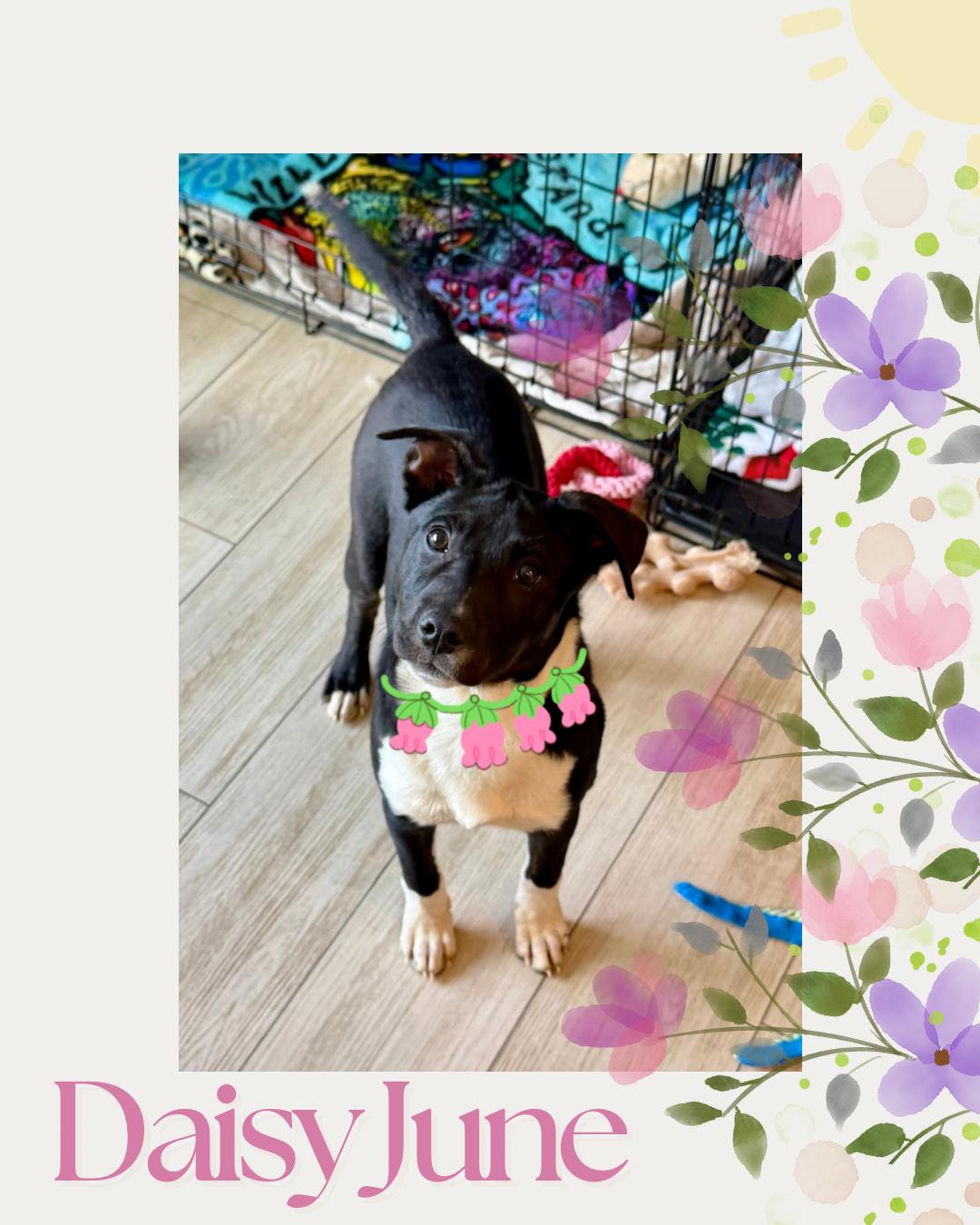 Daisy June, ADOPTABLE, Puppy Female Border Collie.