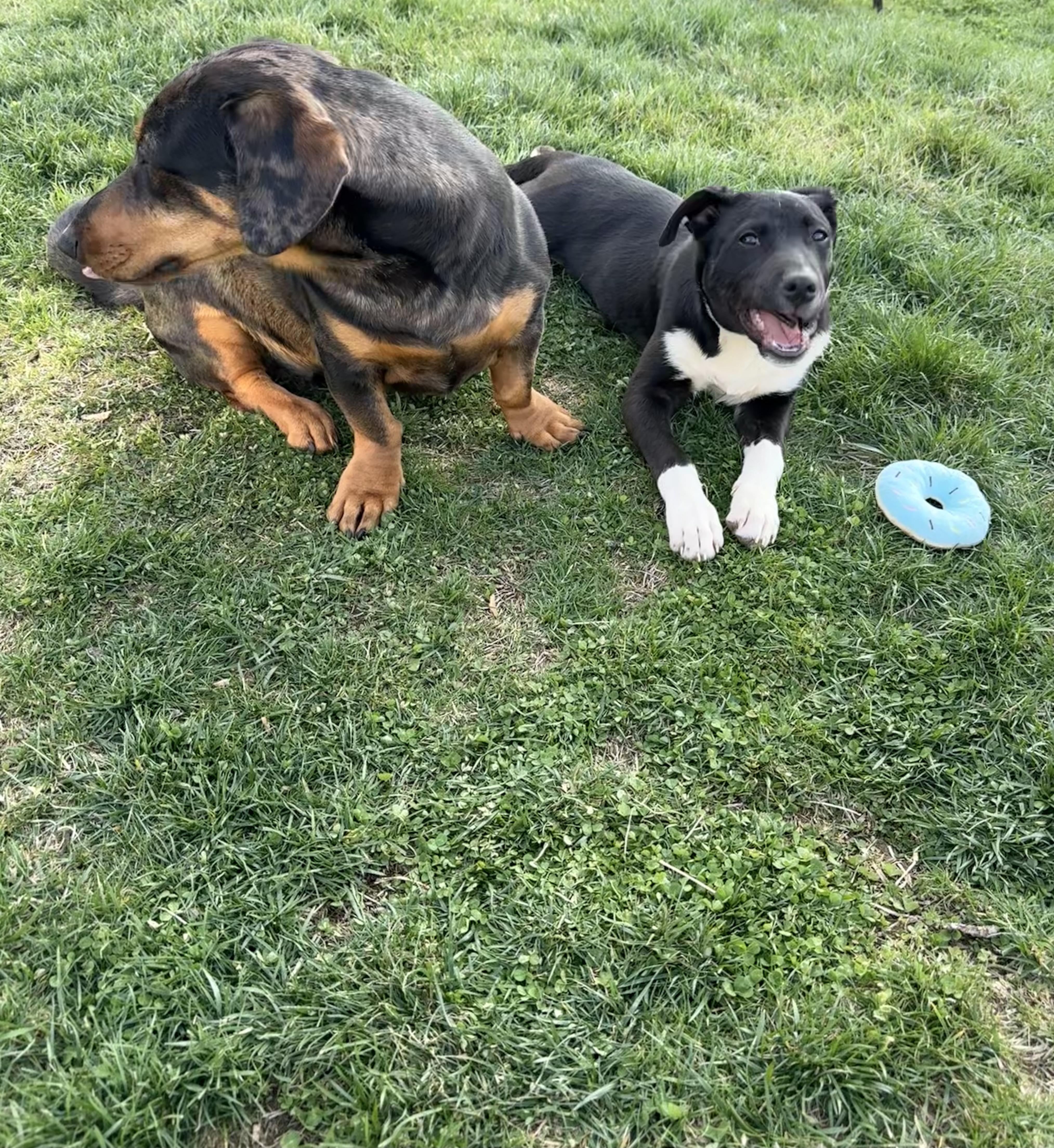 Enlarge Daisy June, a ADOPTABLE mixed breed in South Charleston, OH image 2/3