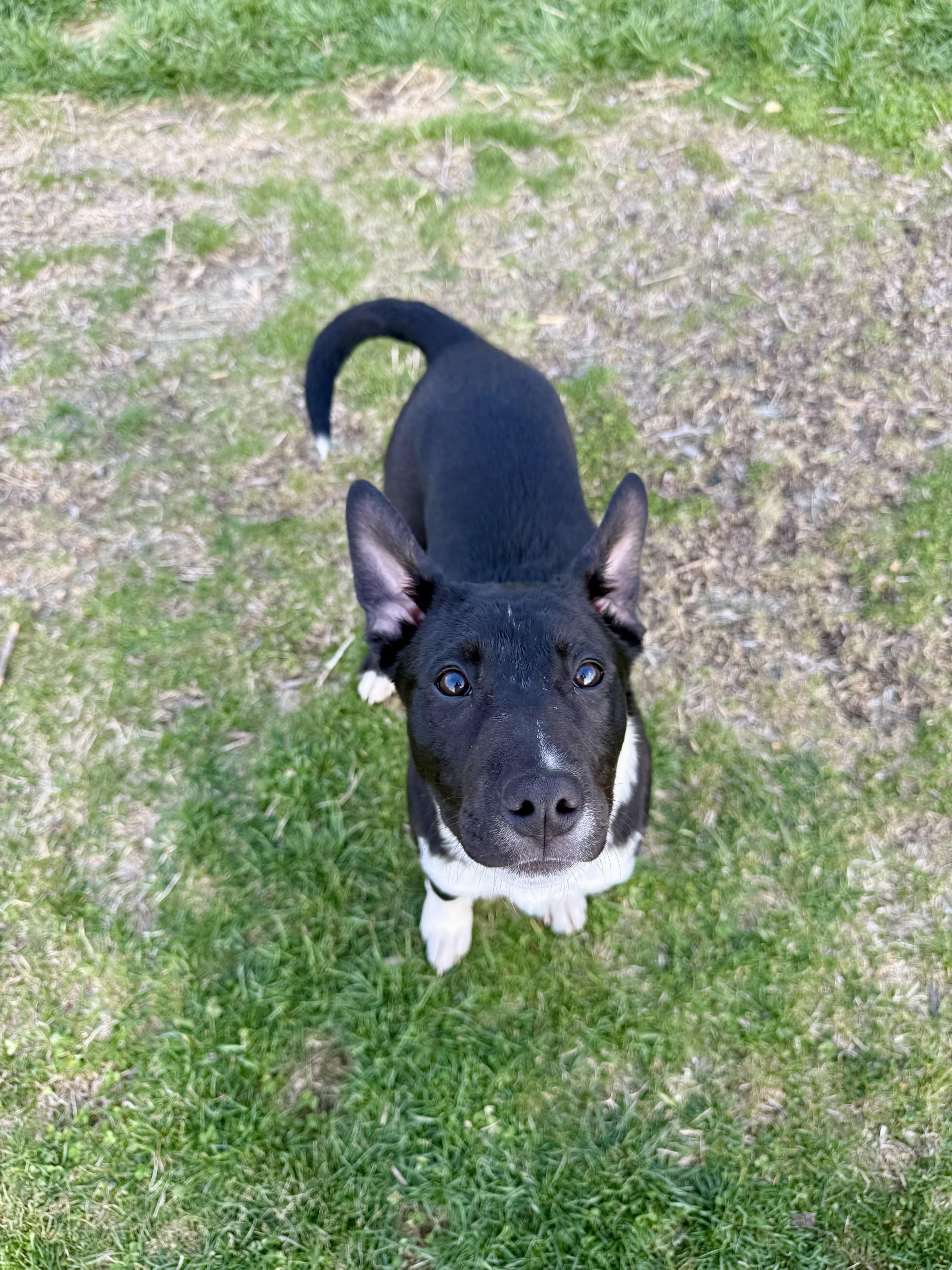 Enlarge Daisy June, a ADOPTABLE mixed breed in South Charleston, OH image 3/3