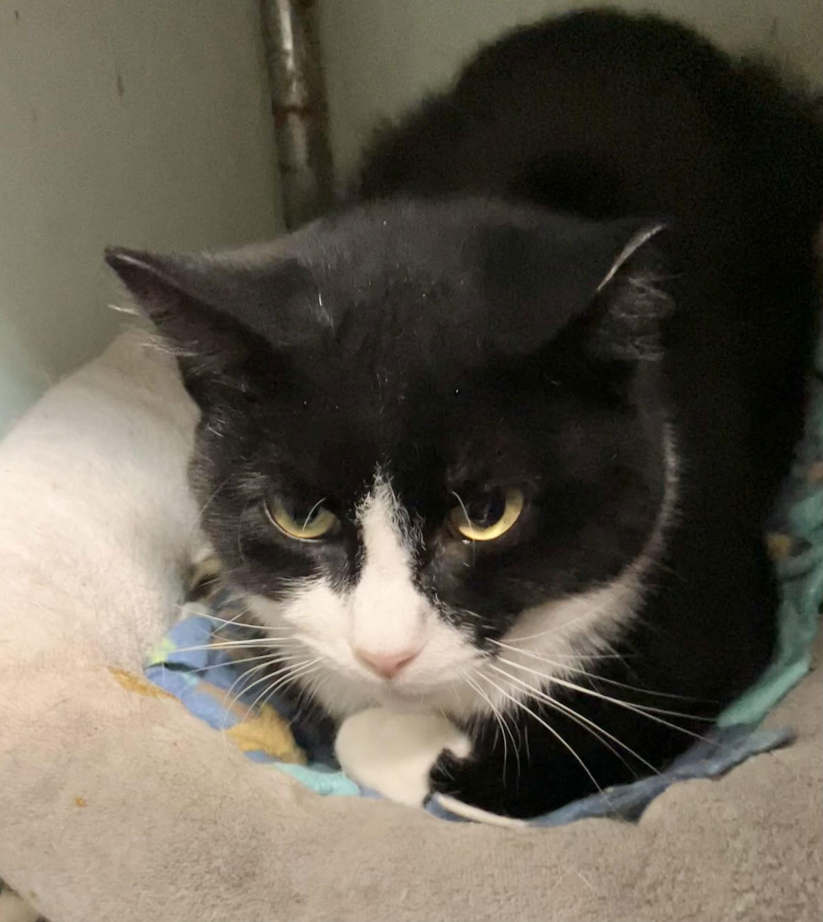 Boo Berry thumbnail 2